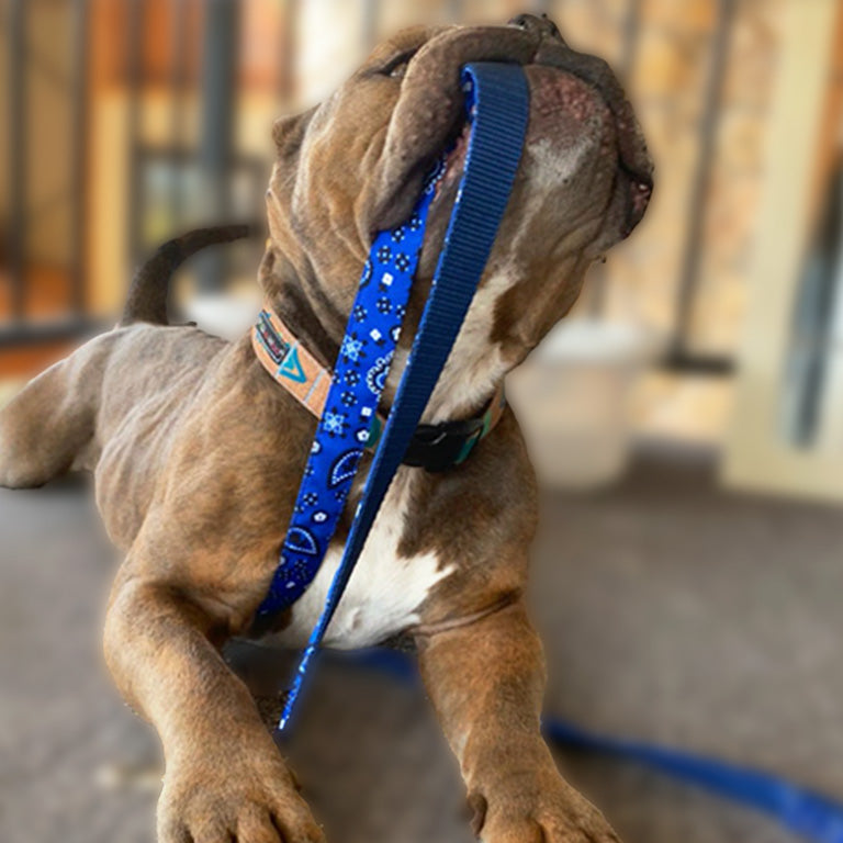 Cute Dog Leashes! Looking for a designer dog leash? We have 52 styles